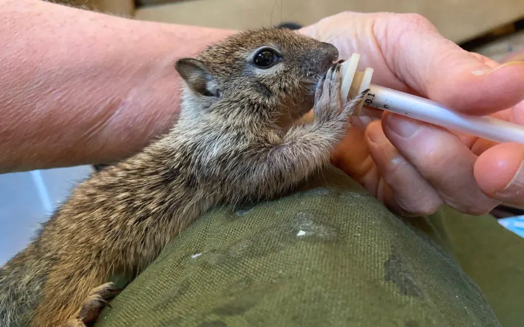 Small Wild