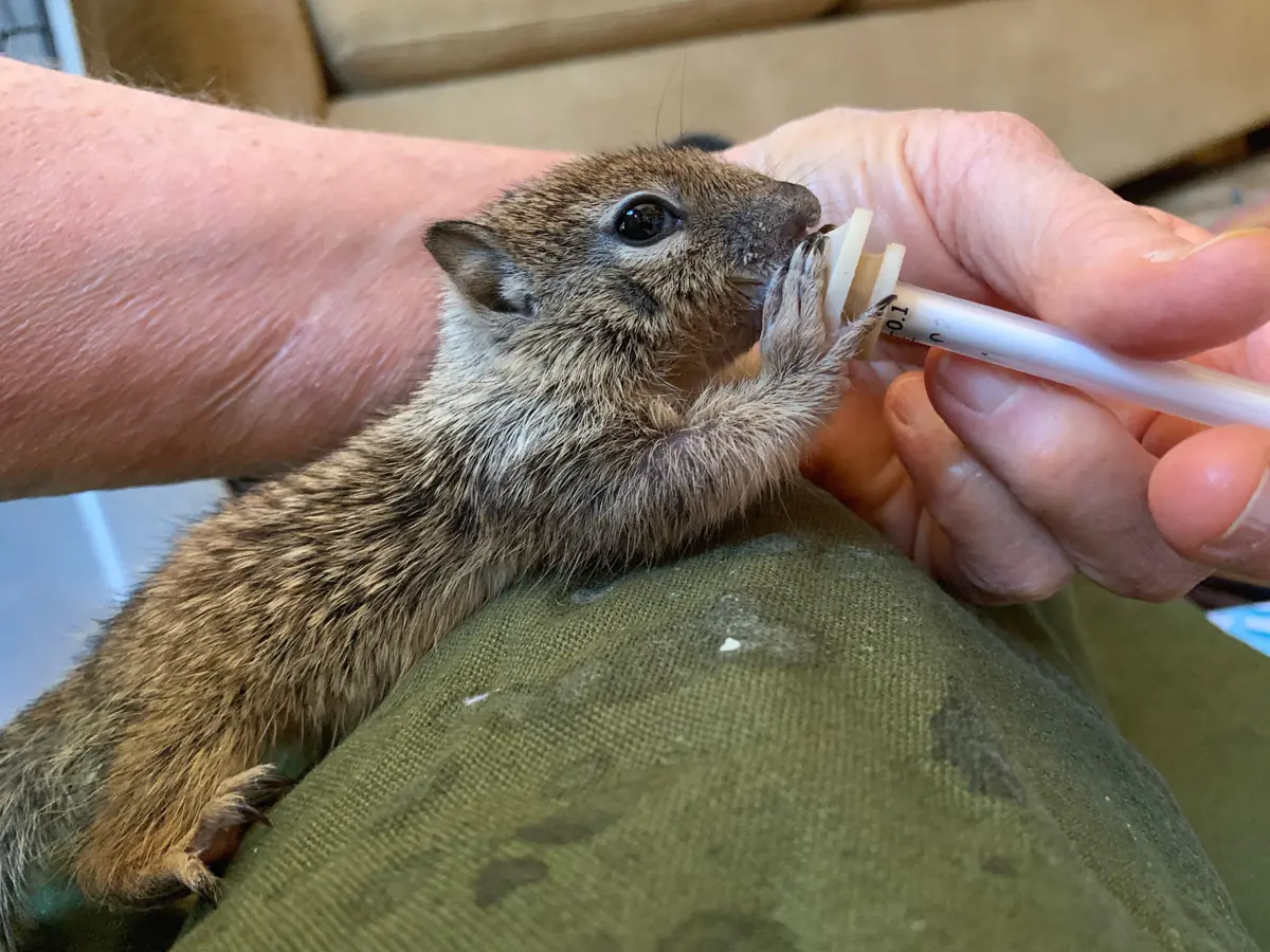 Small Wild