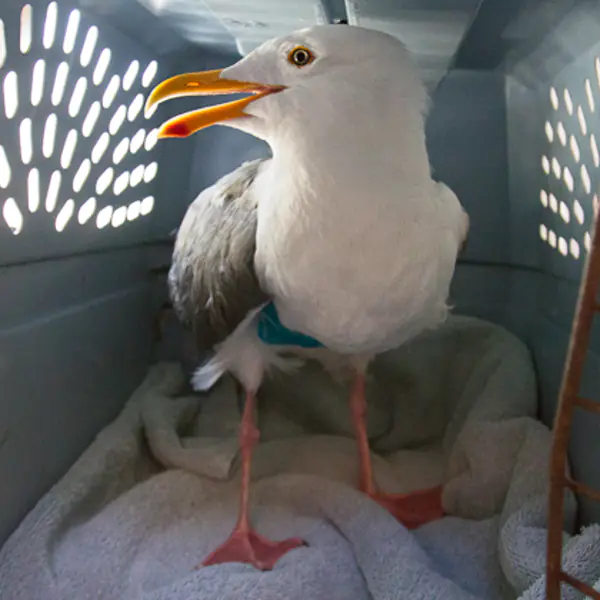 Seabird