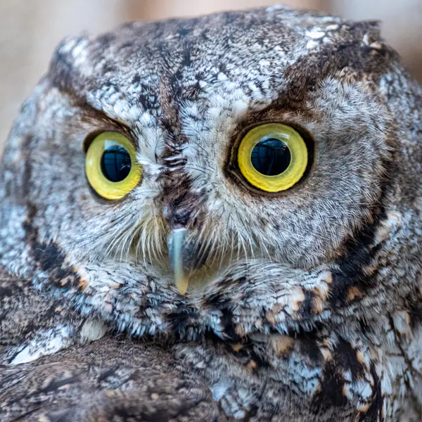 Owls