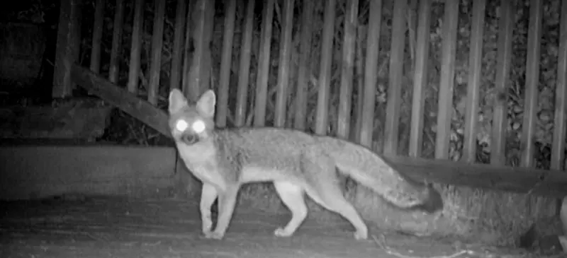 Fox Pays a Visit