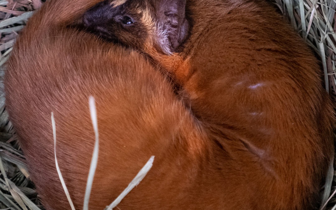 Meet Scarlet, our new educational ambassador