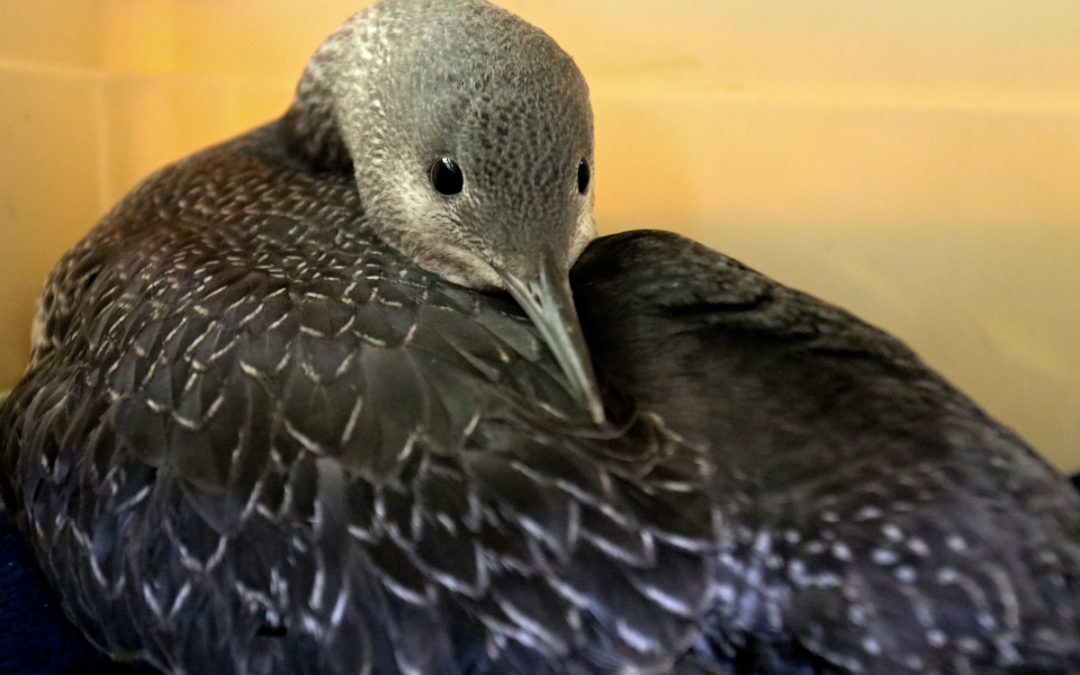 From the Shore to the Redwoods: Celebrating Forty Years of Biodiversity