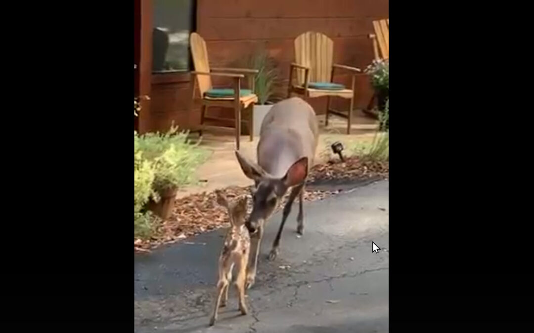 To Rescue or Not to Rescue, that is the Question