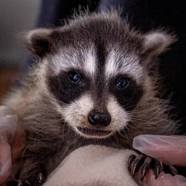 Raccoon