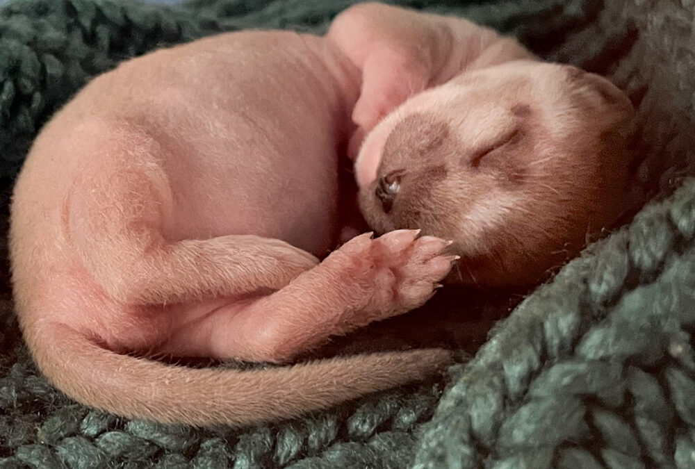 The Elusive Long-tailed Weasel