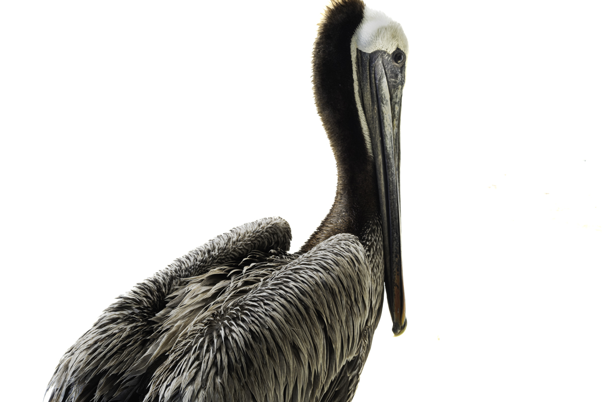 The Pelican Crisis of 2024: Just Feathers and Bones