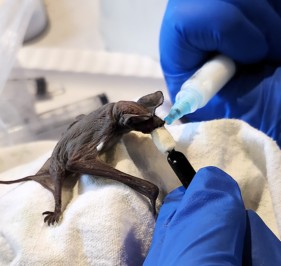 The Bat Crisis of 2024