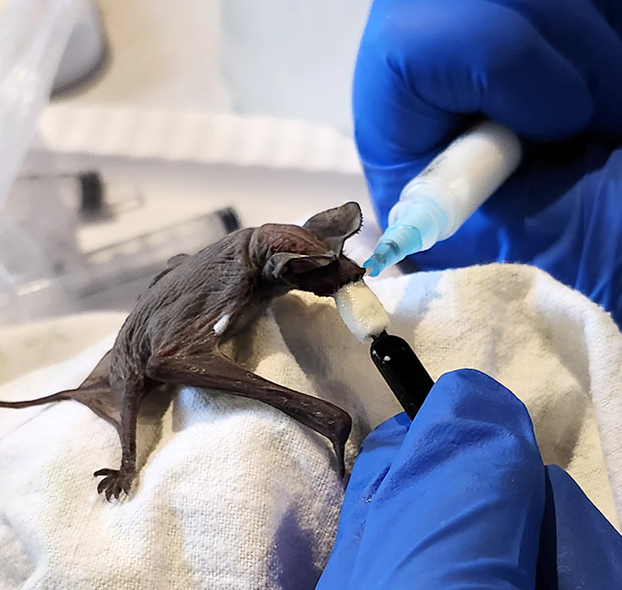 The Bat Crisis of 2024