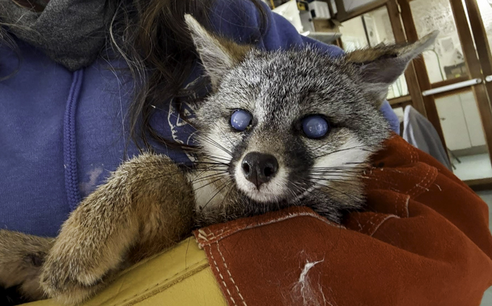 Native Animal Rescue Video Gallery