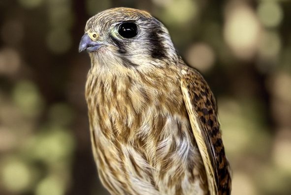 The Quiet Disappearance of the American Kestrel