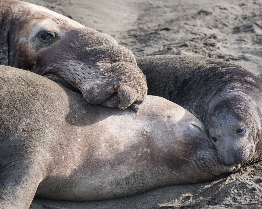 Highly Pathogenic Avian Influenza (HPAI): What Our Community Should Know