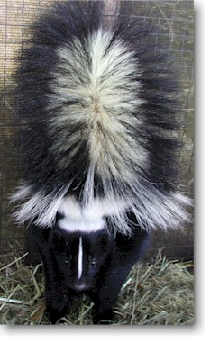 Skunk with large tail